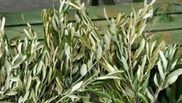 Cvijetnica u Grabovici